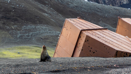 Whalers Bay, Deception Island, South Shetland Islands, Antarctica old whalers station with fur seal - obrazy, fototapety, plakaty