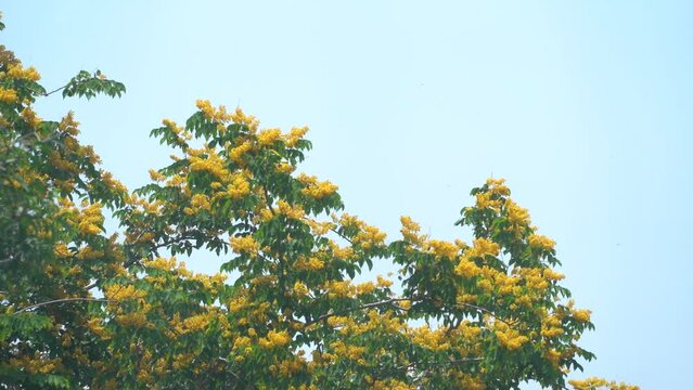 padauk flower , Burma padauk in bloom , padauk in bloom honey bees pollinate , thailand