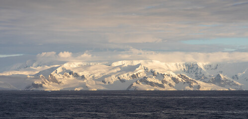 Fototapeta premium Gentoo Penguins and chicks in Antarctica