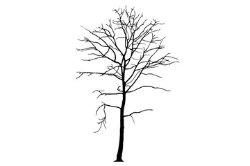 Fototapeta premium Isolated image of leafless tree silhouette on transparent background png file.