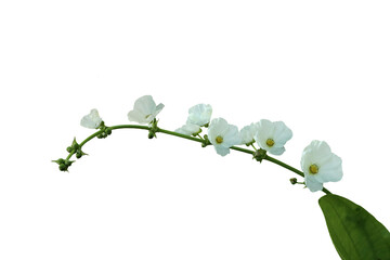 Isolated image of a white flowering plant on a png file at transparent background.