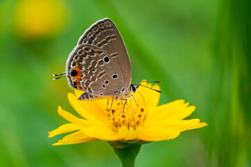 Butterfly on yellow flower, macro closeup