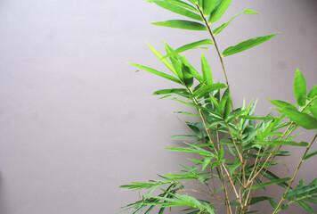 green bamboo trees againts pink or pastel wall background. house nature interior or exterior