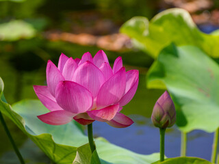 Obraz premium 赤いハスの花