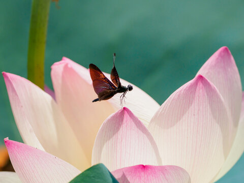 扇　大型　中国画　蓮の花とトンボ トンボとハスの花」の写真素材 | 1,068件の無料イラスト画像 | Adobe Stock