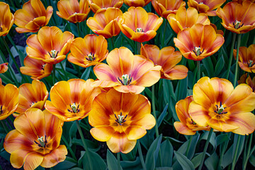 Huge Unique Orange and Rust Tulips Bloom during the Spring in a Field outside of Amsterdam, Netherlands