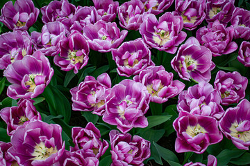 Lovely Purple Tulips Bloom in a Field outside of Amsterdam, Netherlands