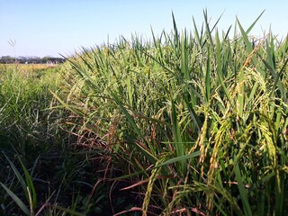 Rice with the scientific name Oryza sativa L. Rice plants in paddy rice fields with blue sky in the background swaying by the wind.