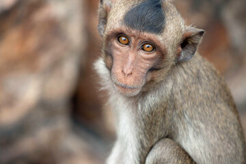 Fototapeta premium 可愛いサル