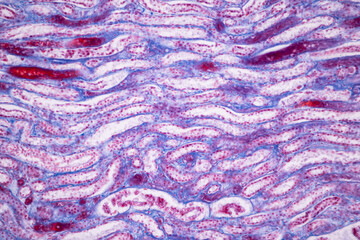 Histological Pancreas human, Liver human, Vermiform appendix human and Kidney Human under the...
