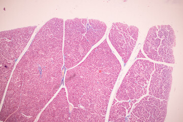 Histological Pancreas human, Liver human, Vermiform appendix human and Kidney Human under the microscope for education.
