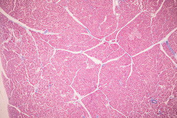 Histological Pancreas human, Liver human, Vermiform appendix human and Kidney Human under the microscope for education.