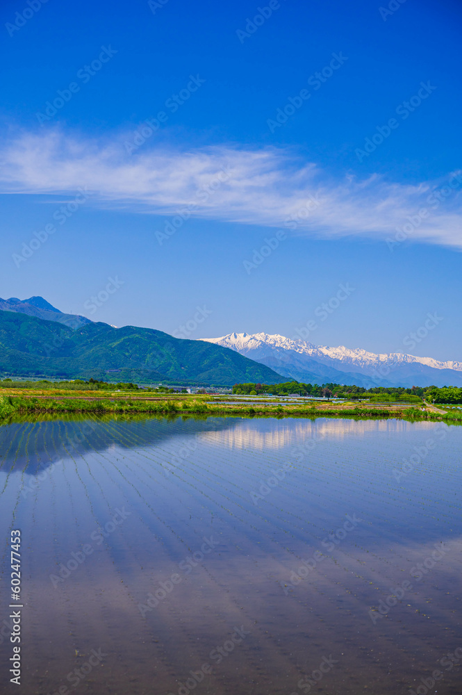 Poster 田植え後の水田と雪の山