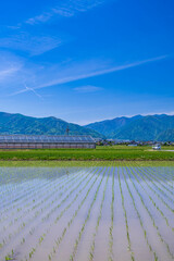 春の信州　田植え後の風景
