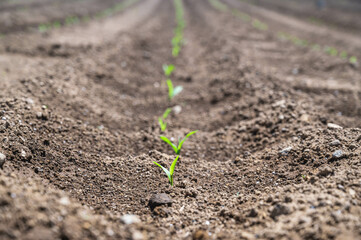 とうもろこしの芽