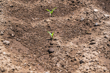 とうもろこしの芽