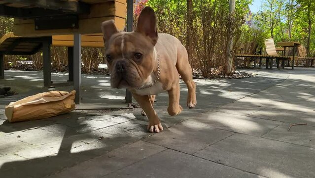 Active lovely small pedigree dog playing city public park in sunny day. Healthy brown French Bulldog running off leash on footpath pavement following camera outdoors. Urban pet concept, city lifestyle