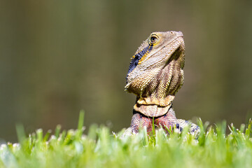 Portrait of unique Australian water dragon (Intellagama lesueurii) resting on the sun spotted in Saint Lucia Campus (University of Queensland), Brisbane, Queensland, Australia