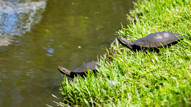 Beautiful, large freshwater turtles sit on the lake shore and bask, Saint Lucia Campus (University of Queensland), Brisbane, Queensland, Australia