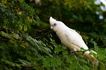 australian parrot little corella (bare-eyed cockatoo) eats seeds from tree up close spotted in...