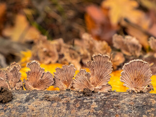 Unusual tree mushrooms on a tree trunk in the forest.