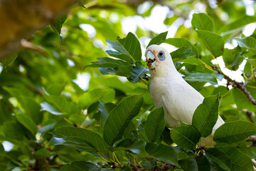 australian parrot little corella (bare-eyed cockatoo) eats seeds from tree up close spotted in Saint Lucia Campus (University of Queensland), Brisbane, Queensland, Australia