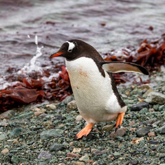 Gentoo Penguins and chicks in Antarctica