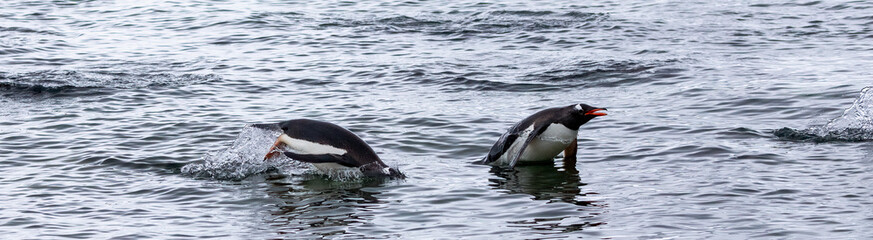 Obraz premium Gentoo Penguins and chicks in Antarctica