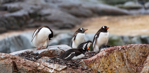 Gentoo Penguins and chicks in Antarctica © Heather