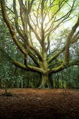 L'hêtre du voyageur 