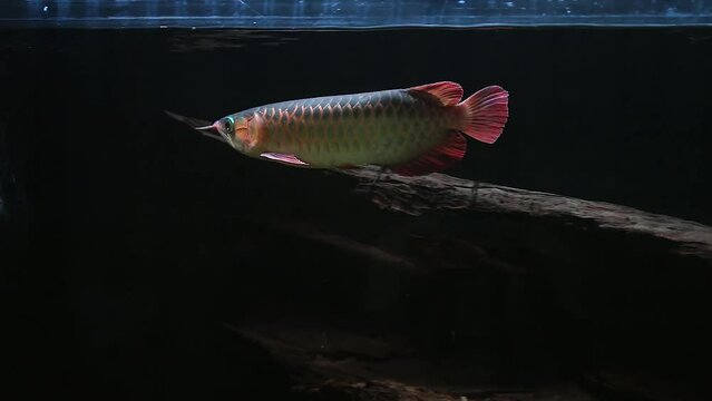 Scleropages formosus. observe super red Arowanas from Indonesian Borneo, swimming in a captive aquarium.