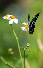 Butterfly on a flower in a meadow in the summer