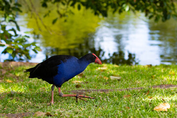Beautiful colorful waterhen- Purple Swamphen (Pūkeko) walks in the grass. Spotted in St Lucia campus, University of Queensland, Brisbane, Australia Queensland, Australia