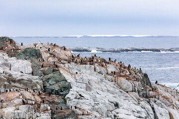 Fototapeta na wymiar Gentoo Penguins and chicks in Antarctica