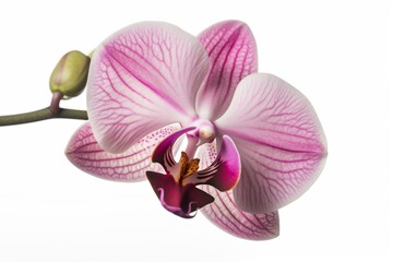 Fototapeta na wymiar Selective focus on moth orchid isolated on white background. Generative AI