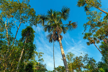 Amazon rainforest tree canopy, Yasuni national park, Ecuador.