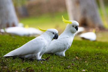 A group of adorable sulphur-crested cockatoos feeding on the grass in Norman Buchan Park, Bardon in...