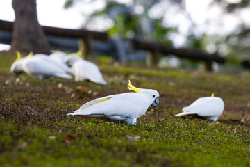 A group of adorable sulphur-crested cockatoos feeding on the grass in Norman Buchan Park, Bardon in...