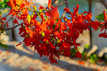 Red acacia. Dam Bay on an island near Nha Trang in Vietnam. Tourist destination.