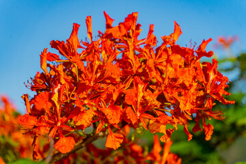 Red acacia. Dam Bay on an island near Nha Trang in Vietnam. Tourist destination.