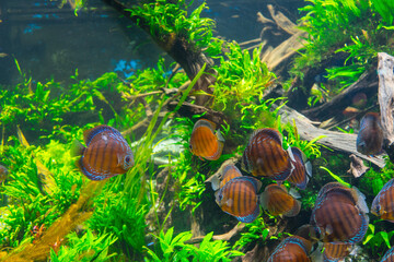 Ornamental fish with view into a professional aquascape tank with colorful live aquatic plants or...