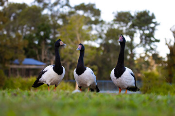 Beautiful unique magpie goose eat grass at lake alford park, gympie, queensland, australia; unique australian wildlife	