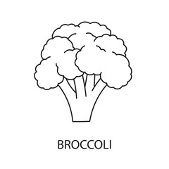 Broccoli line icon in vector, vegetable illustration.