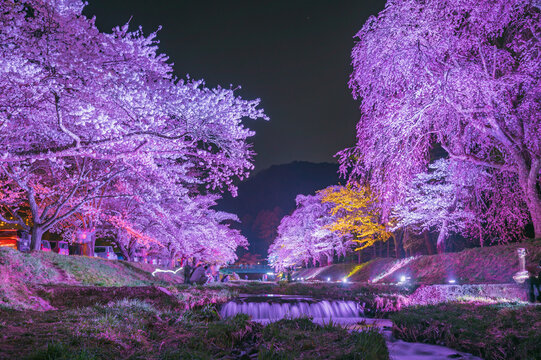 福島　観音寺川の桜並木