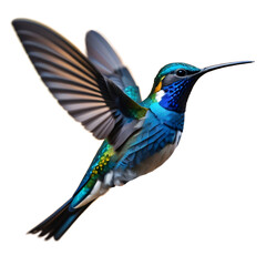 Fototapeta premium Sapphire hummingbird, isolated, transparent background, no background. PNG. Generative AI.