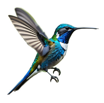 Sapphire hummingbird, isolated, transparent background, no background. PNG. Generative AI.