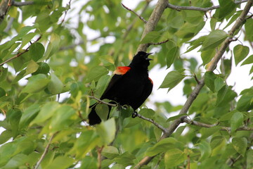 red winged blackbird