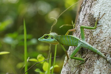 Green Lizard on a tree