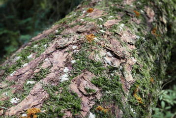 White and orange sawdust on tree trunk from wood borer insect or bark beetle pest. White sawdust is from ambrosia beetle, orange from douglas fir beetle. North Vancouver, BC, Canada. Selective focus.