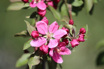 Sweden. Malus sylvestris, the European crab apple, is a species of the genus Malus, native to Europe. Its scientific name means "forest apple" and the truly wild tree has thorns.